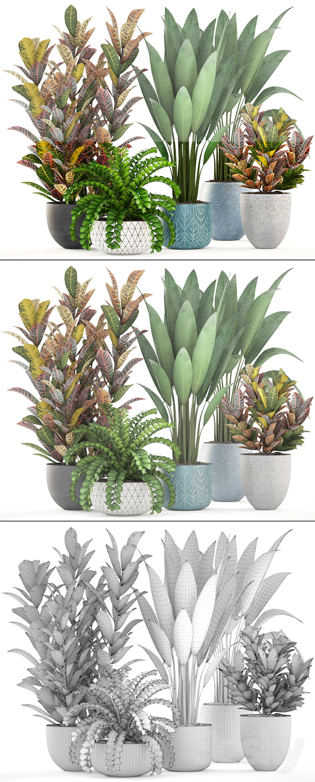 Collection of plants.