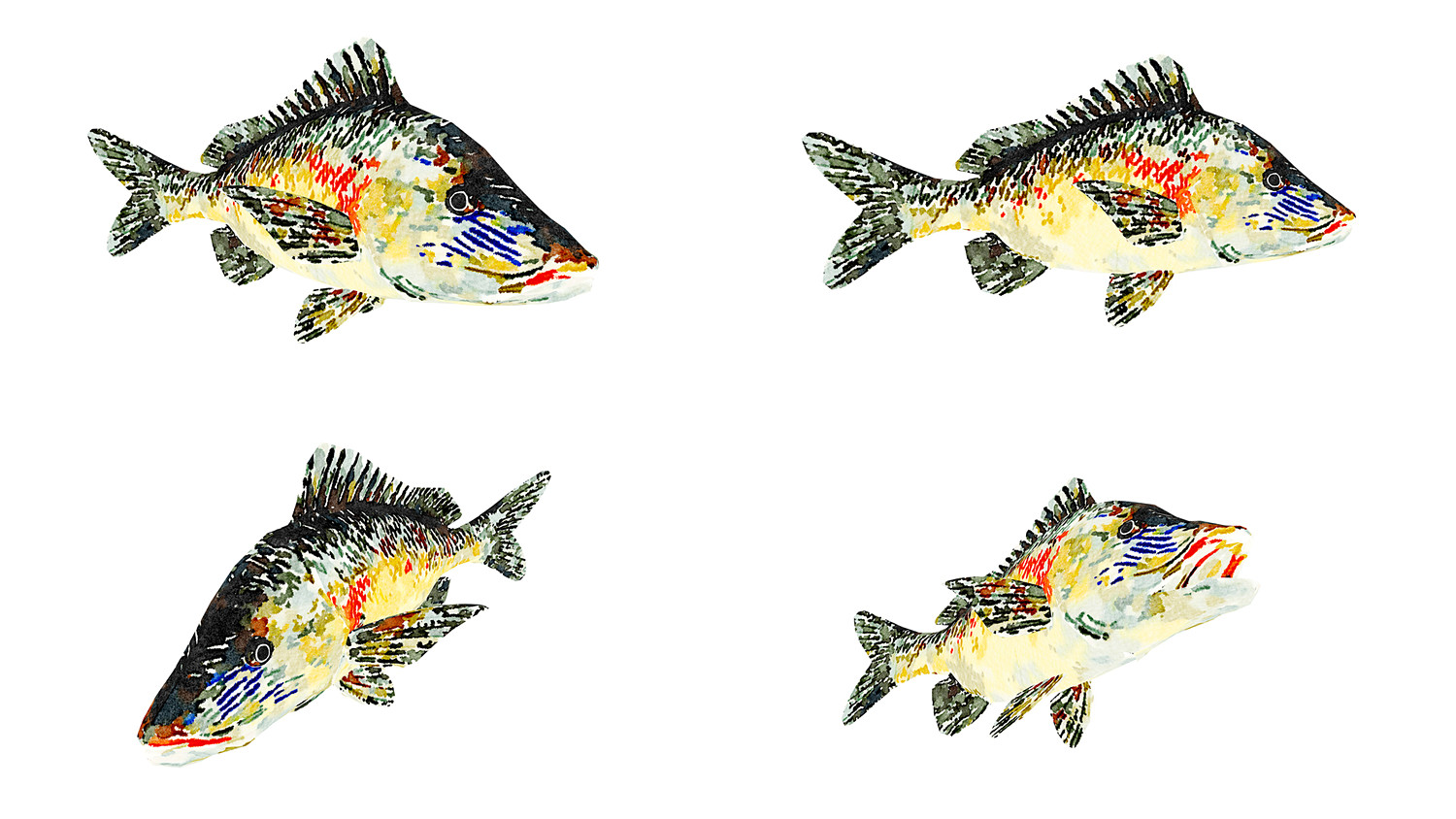 Fish Illustration Collection Part 4 - Animated