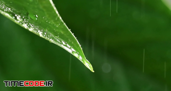 Lush green leaf wet with rain drops