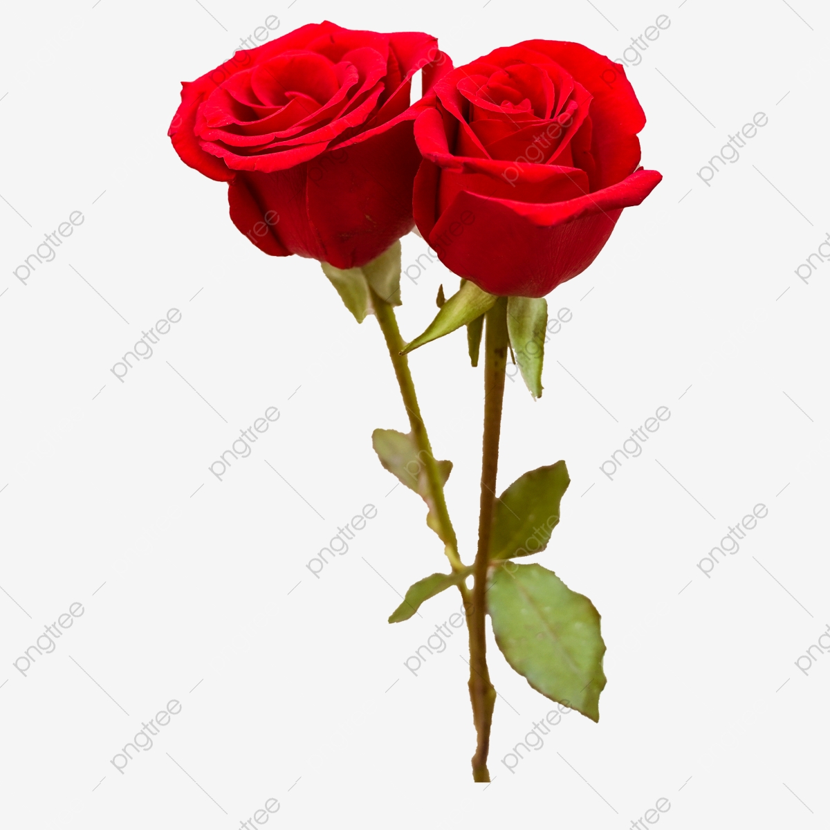 Two Blooming Red Roses Flower Photography Picture