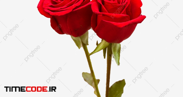 Two Blooming Red Roses Flower Photography Picture