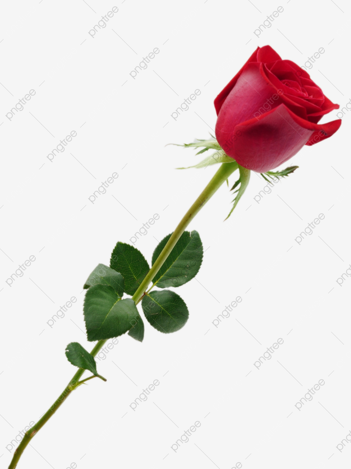 Love Flower Red Rose