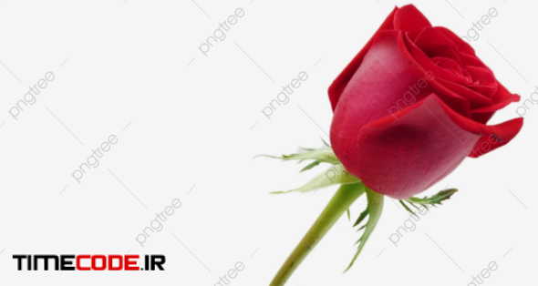 Love Flower Red Rose