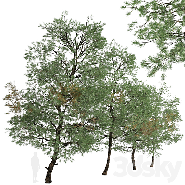 Set Of Gray Pine Tree (Pinus Sabiniana) (2 Trees)
