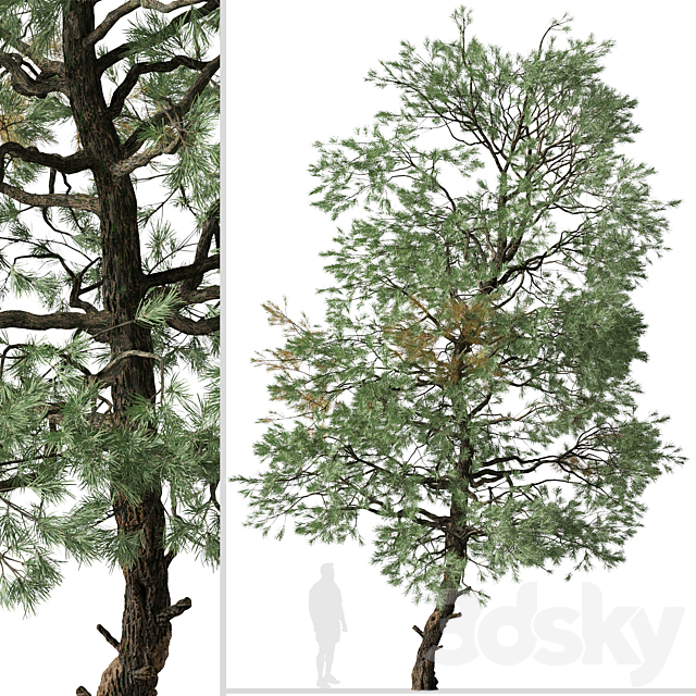 Set Of Gray Pine Tree (Pinus Sabiniana) (2 Trees)