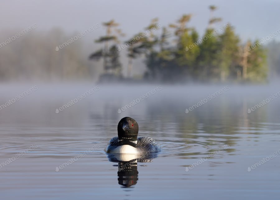 A Common Loon On A Lake