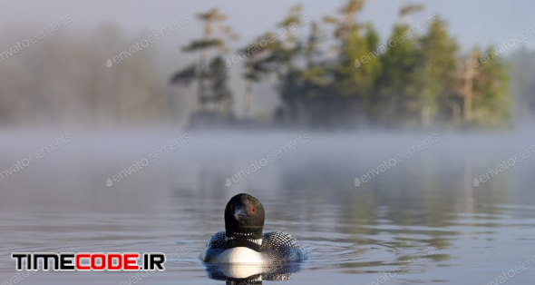 A Common Loon On A Lake