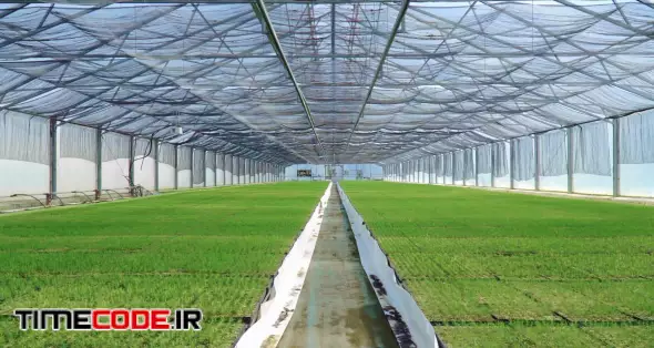 Young plants growing in rows in greenhouse. Seedlings growing in large plant nursery. Rows of seedlings and young plants in greenhouse. Inside big industrial greenhouse. Plant cultivation