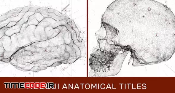 HUD UI Anatomical Titles