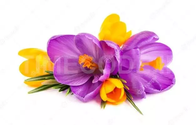 Crocus Flowers Bouquet, Isolated On White Surface 