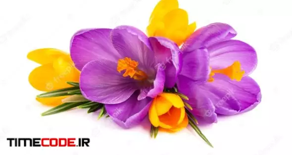 Crocus Flowers Bouquet, Isolated On White Surface 