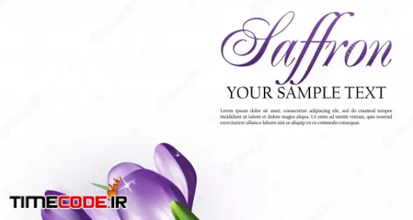 Vector Illustration With Saffron Flowers 