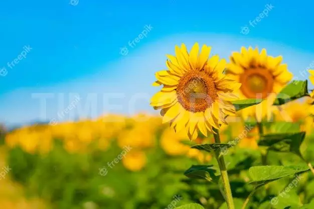 Two Sunflowers Are Depicted On The Background Of A Field And A Blue Sky In The Summer. Close-up 
