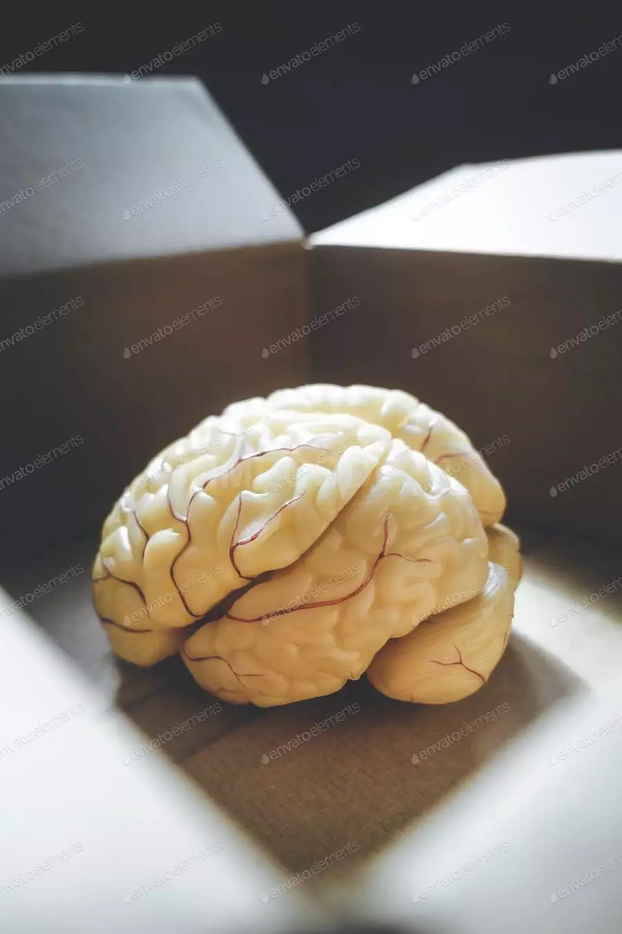 Close-up Of Human Brain Anatomical Model In An Open Box.