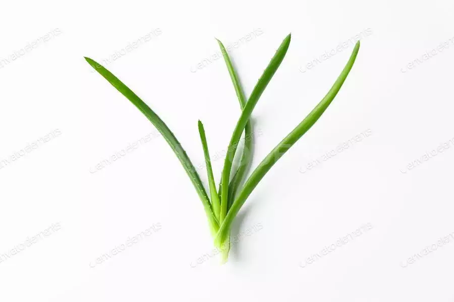 Aloe Vera Plant On White Background, Space For Text. Natural Treatment