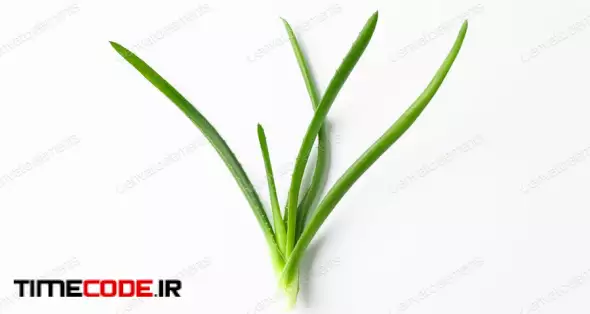 Aloe Vera Plant On White Background, Space For Text. Natural Treatment