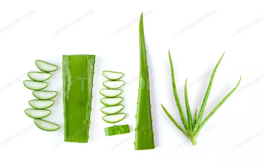 Aloe Vera Isolated On White Background. Top View