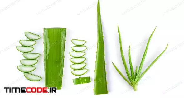 Aloe Vera Isolated On White Background. Top View