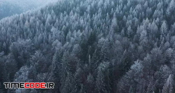 Flight over a fabulous snow-covered forest on the slopes of the mountains. Accelerated video