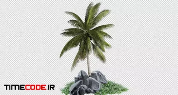 Small Palm Plantation 