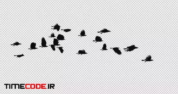 Raven Flock - 22 Birds - Flying Loop II - 4K