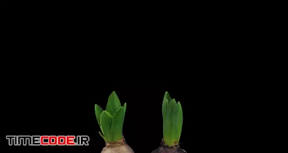 Time-lapse of growing red and white hyacinth Christmas flowers 2a4 in 4K PNG+ format with ALPHA transparency channel isolated on black background