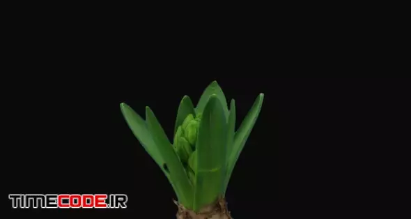 Time-lapse of growing and opening white hyacinth flower 10f3 in RGB + ALPHA matte format isolated on black background