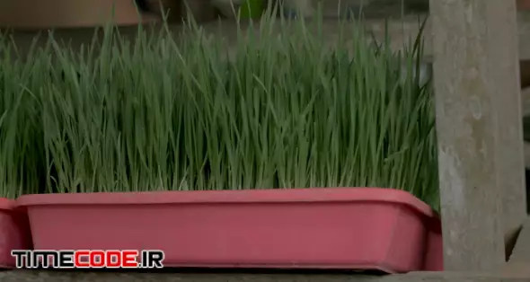 Multiple trays of freshly sprouted wheatgrass sprouts in red buckets