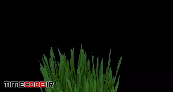 Time-lapse of growing and rotating barley sprouts in a pot 1x1 with ALPHA transparency channel isolated on black background