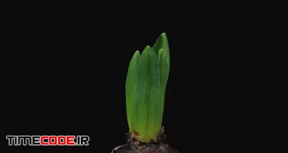 Time-lapse of growing and opening red hyacinth flower 2h1 in PNG+ format with ALPHA transparency channel isolated on black background