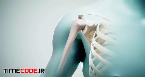 Osteoporosis On The Humerus Animation