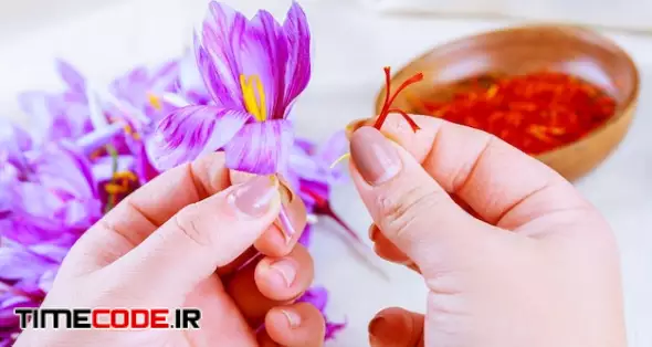 Process Of Separating The Saffron Strands From The Rest Of The Flower. 