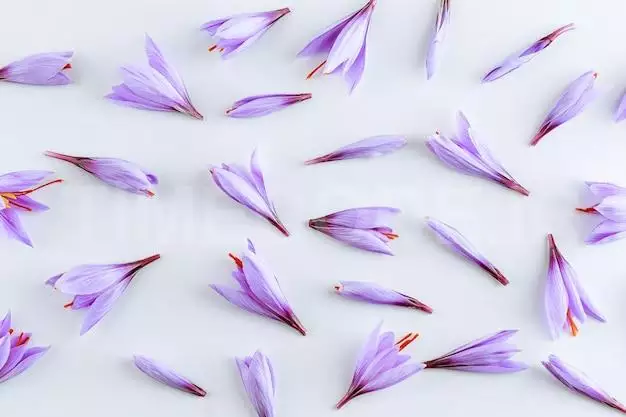 Many Purple Crocus Sativus Flowers Isolated On White Background. The Most Expensive Spice. 