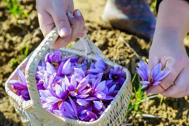 Woman Picks Saffron Flowers In A Basket. 