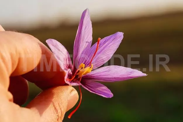 Freshly Cut Saffron Flower In A Man Hand.