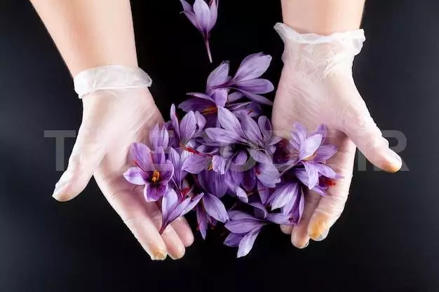 Bunch Of Saffron Flowers Holding A Girl In His Hands On A Black Background.