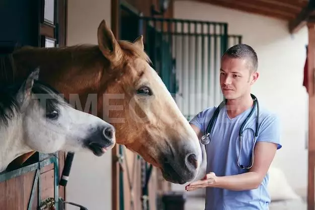 Veterinarian During Medical Care Of Horses In Stables