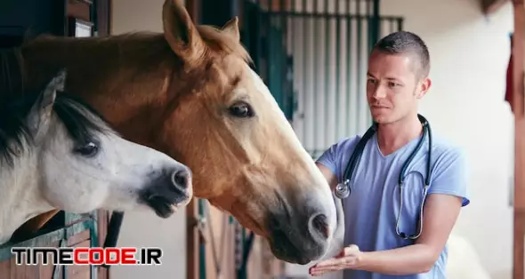 Veterinarian During Medical Care Of Horses In Stables