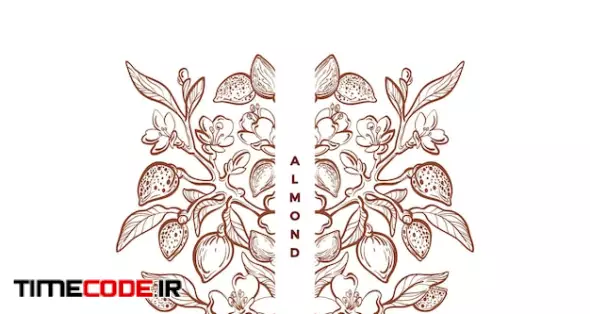 Almond Nuts Ornament Graphic Vintage Frame Floral Symbol Vector Nature Plant Sketch Leaves