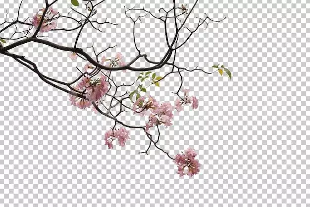 Tropical Tree Flowers Leaves And Branch Foreground Isolated