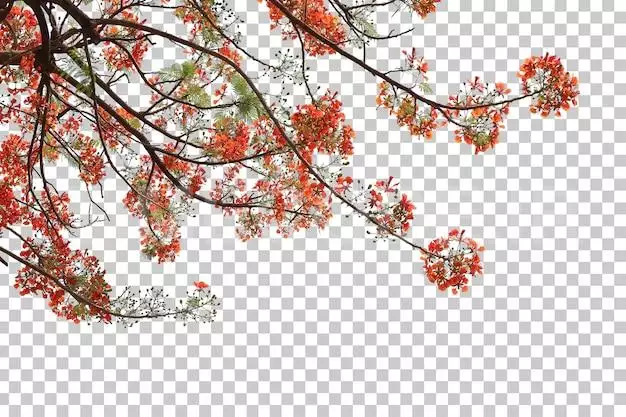 Tropical Tree Flowers Leaves And Branch Foreground Isolated