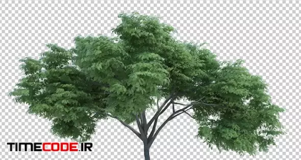 3d Rendering Nature Object Tree Isolated