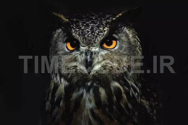 Owl Eyes Close Up At Night Bird Of Prey Portrait Wild Animal