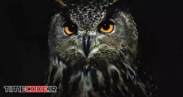 Owl Eyes Close Up At Night Bird Of Prey Portrait Wild Animal