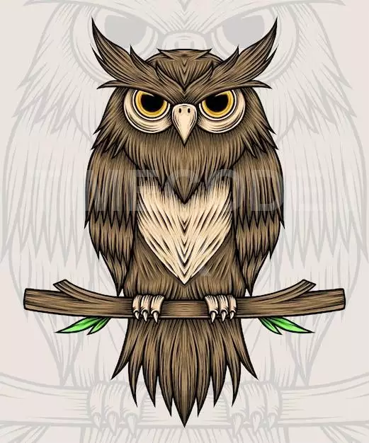 Owl Bird Illustration