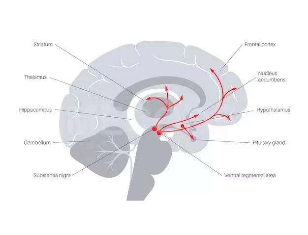 Dopamine Pathway In The Human Brain. Monoamine Neurotransmitter. Motor Control Vector Illustration