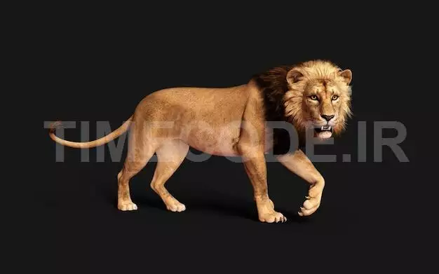 3d Illustration Of Dangerous Lion Acts And Poses Isolated On Black Background With Clipping Path