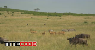 aerial-wild-animals-in-african-safari-viqurrb
