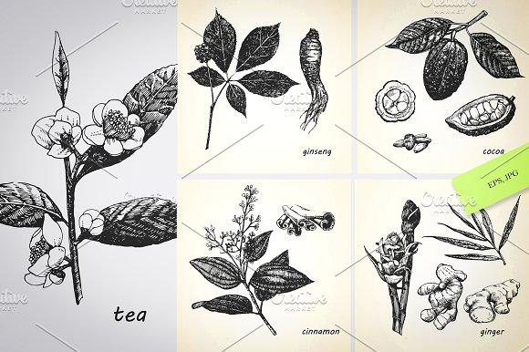مجموعه ابزار طراحی : گل و گیاه