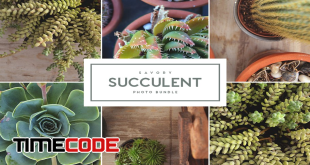 Savory Succulent 